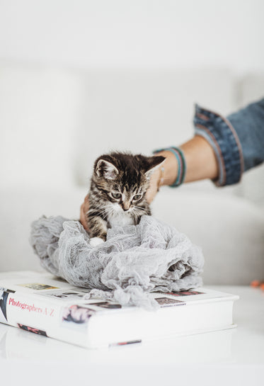 kitten supported while sat on a book