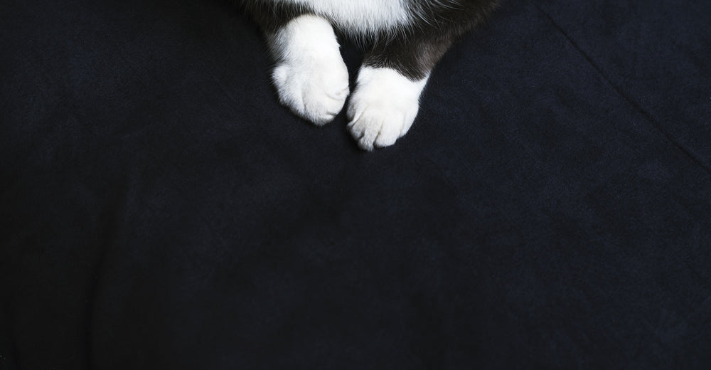 kitty paws
