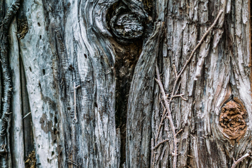 knot in tree trunk