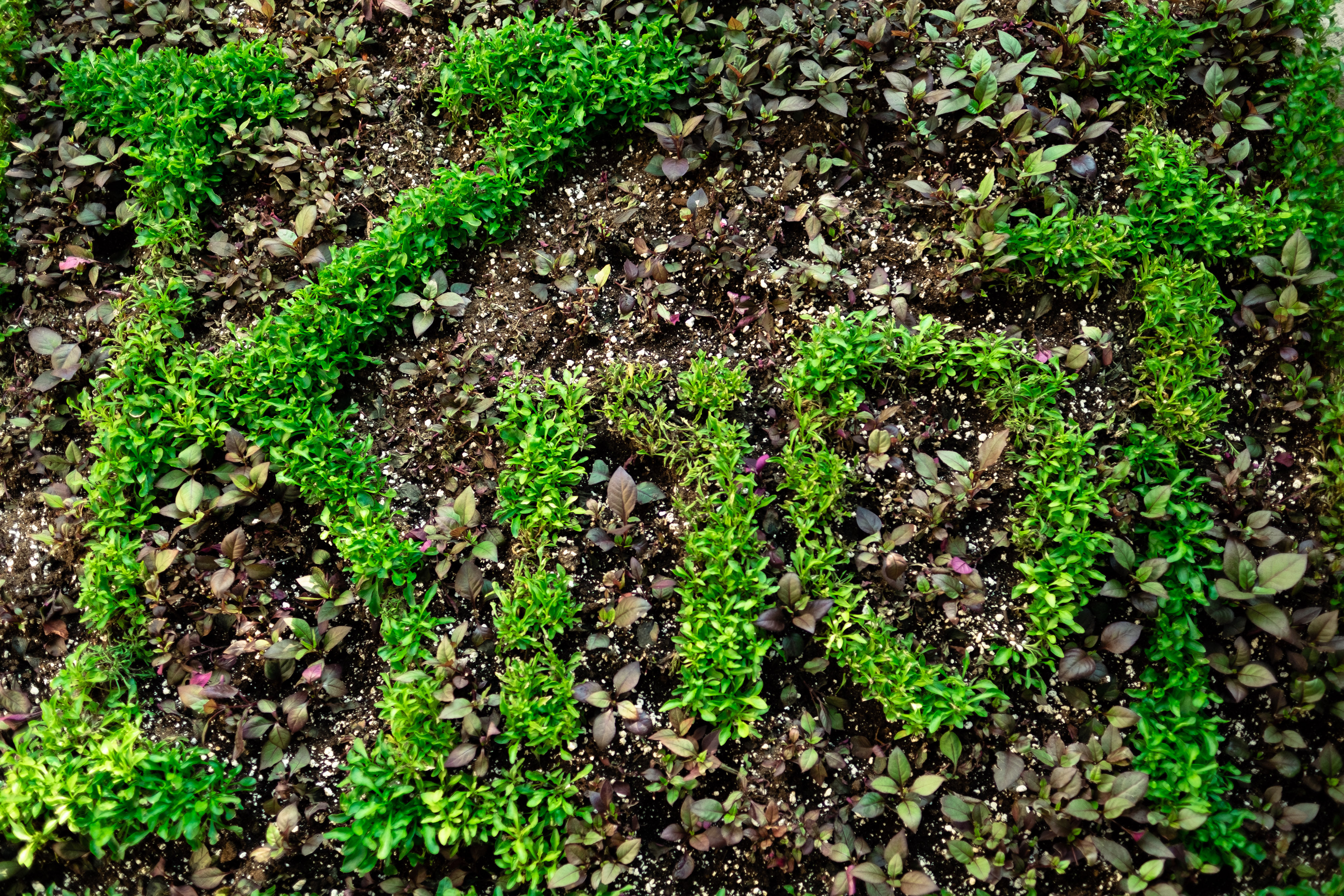 Knot Written In Plants