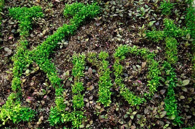 a close up of a green plant with a few of green plants - knot written in plants