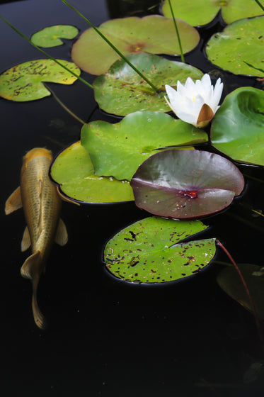 koi and lilies