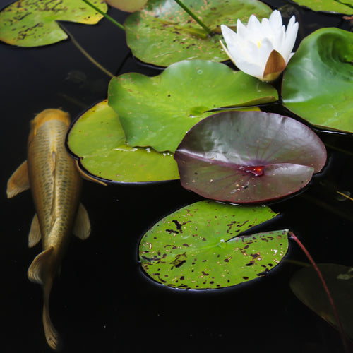 Koi And Lilies