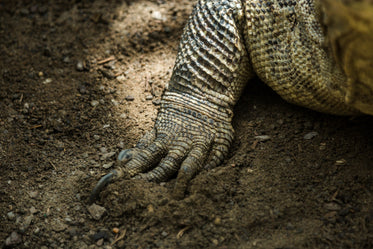 komodo dragon foot and claws