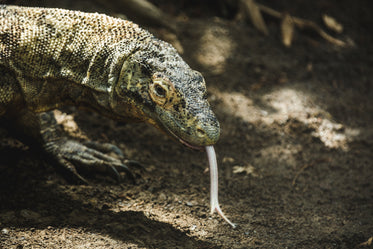 komodo dragon sticking out split tongue