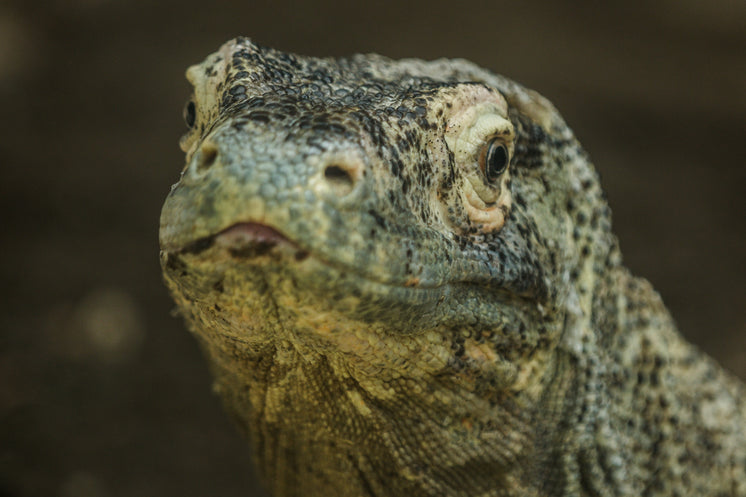 komodo-looking-back-at-me.jpg?width=746&format=pjpg&exif=0&iptc=0