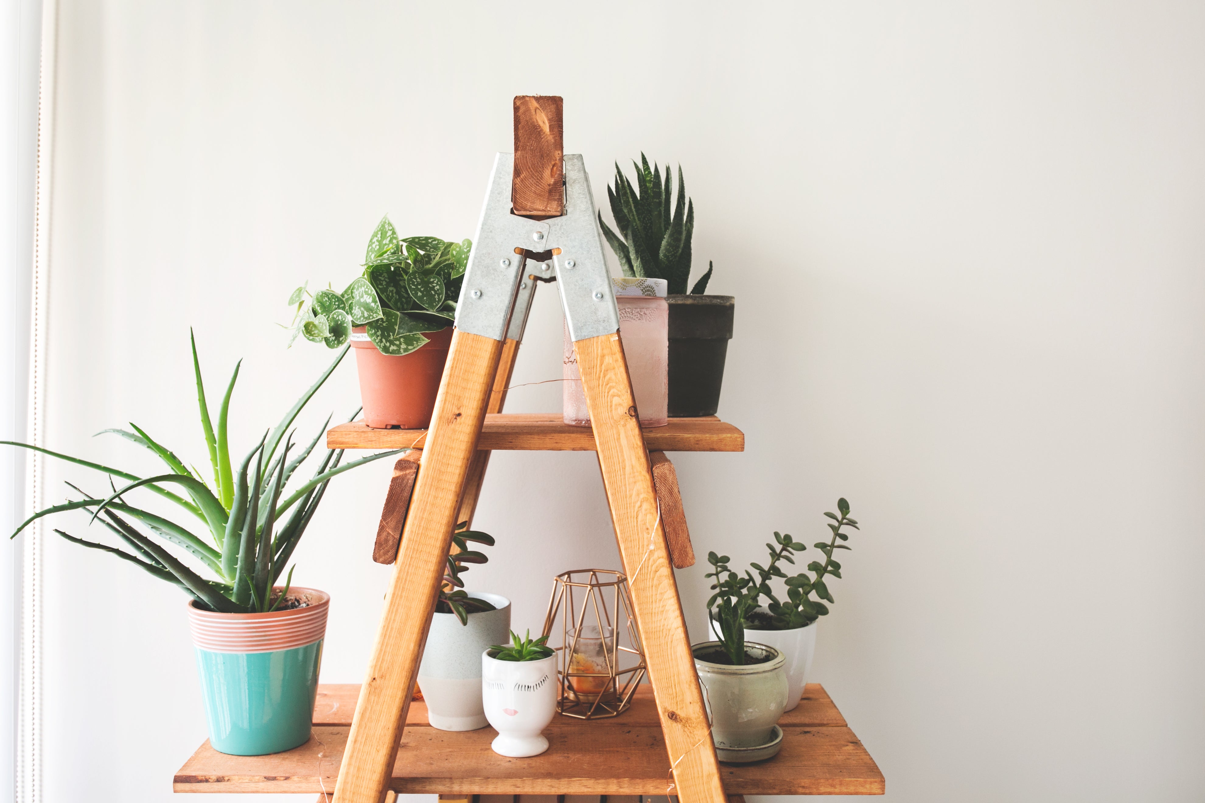 diy ladder plant stand indoor Browse Free HD Images of Ladder Plant Shelf