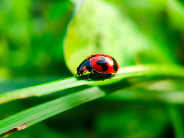 ladybug on a blade of green grass