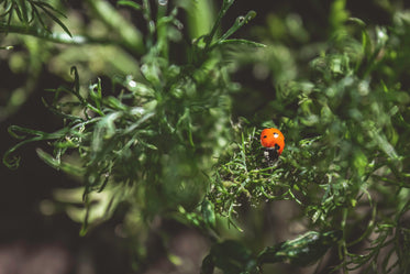 ladybug on leafy branch