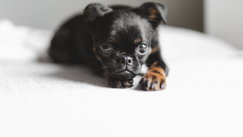 Laid Down Brussels Griffon