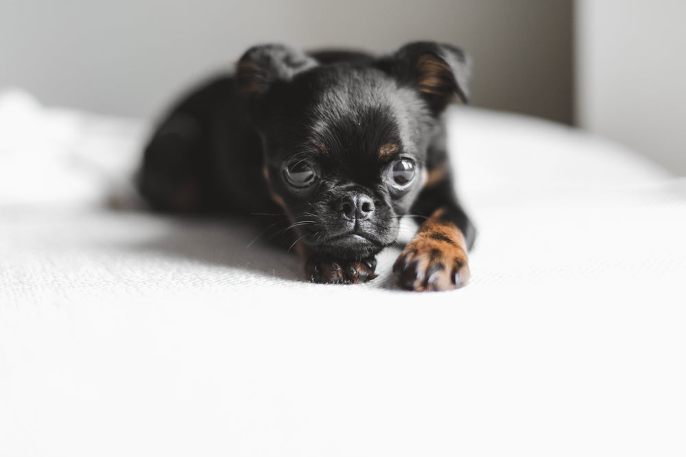 laid down brussels griffon