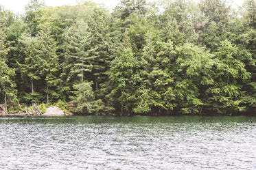 lakeside forest