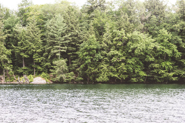 Lakeside Forest