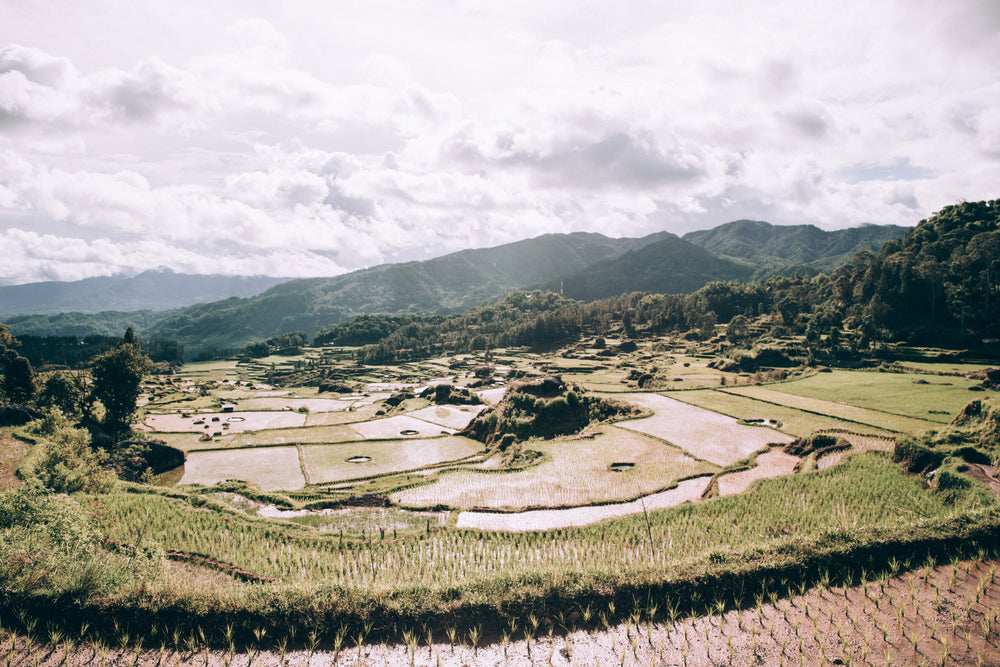landscape filled with rice paddies basked in sunshine
