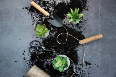 landscape image of succulents and gardening tools