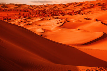 Landscape Of Orange Sand And Vibrant Trees