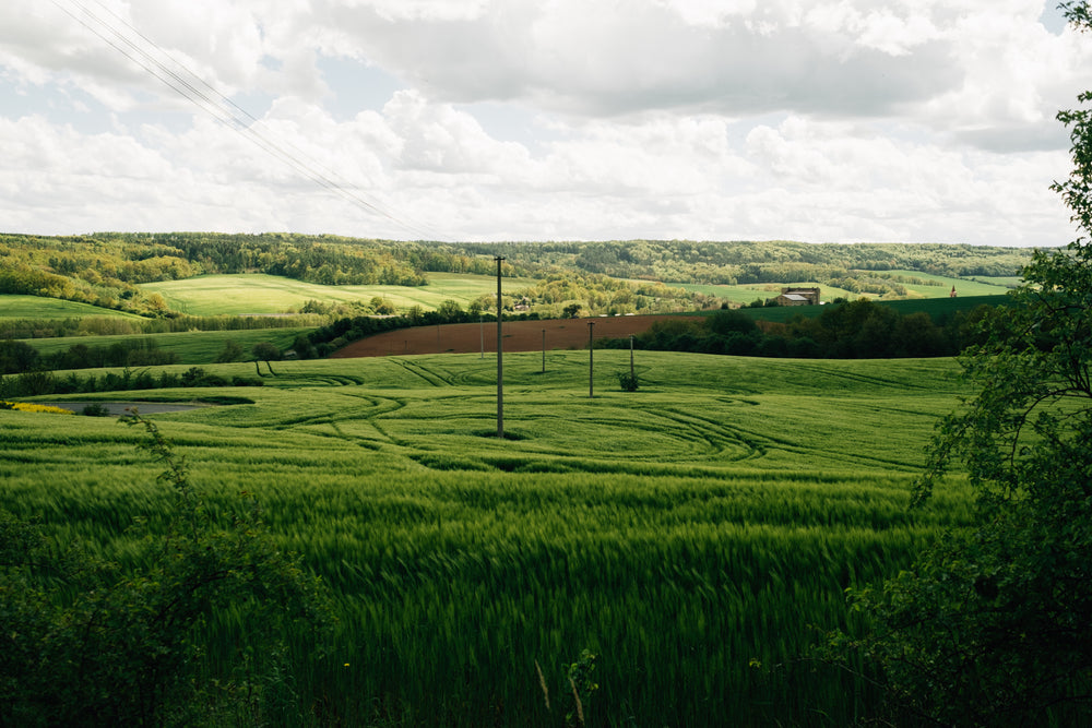 landscape of thick green grassy hills with pylons