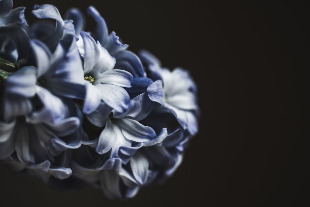 landscape photo of blue and white flower