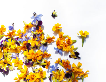 landscape scattered yellow and purple petals