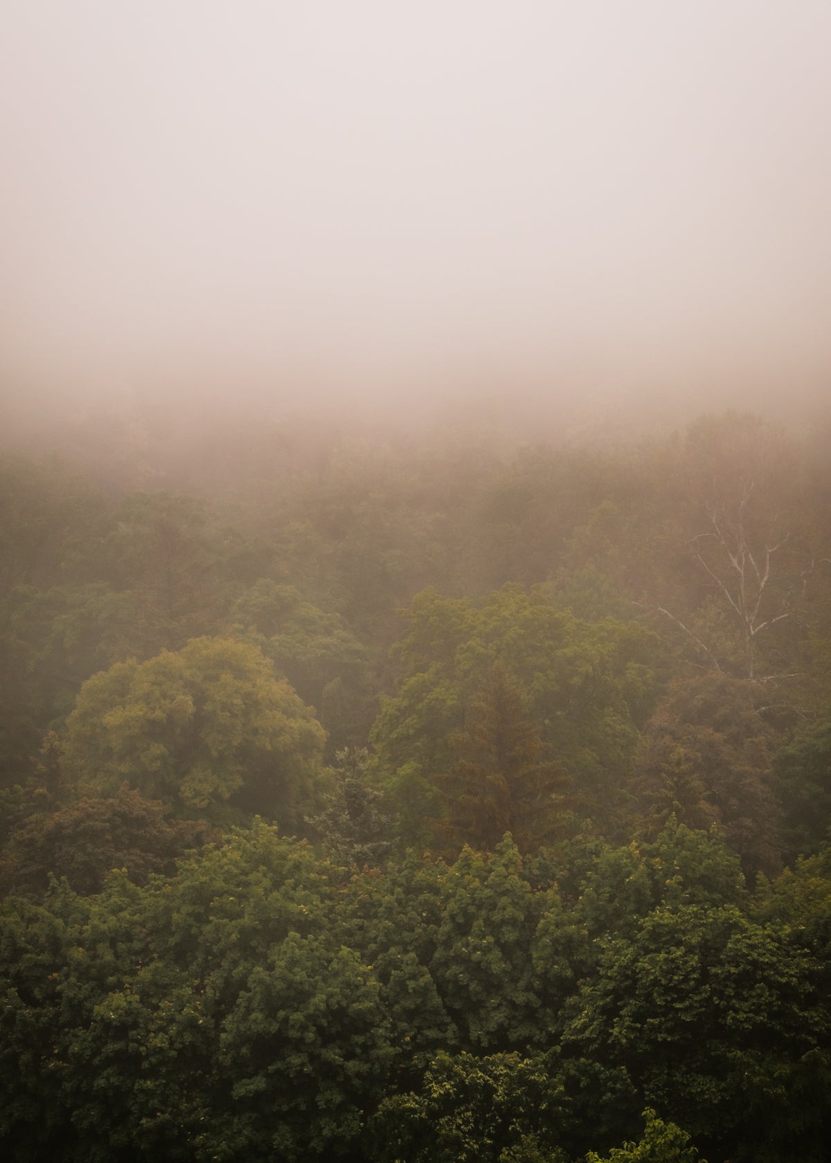 landscape view of green trees covered in fog