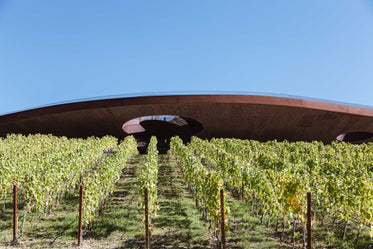 large curved walkway over vineyard