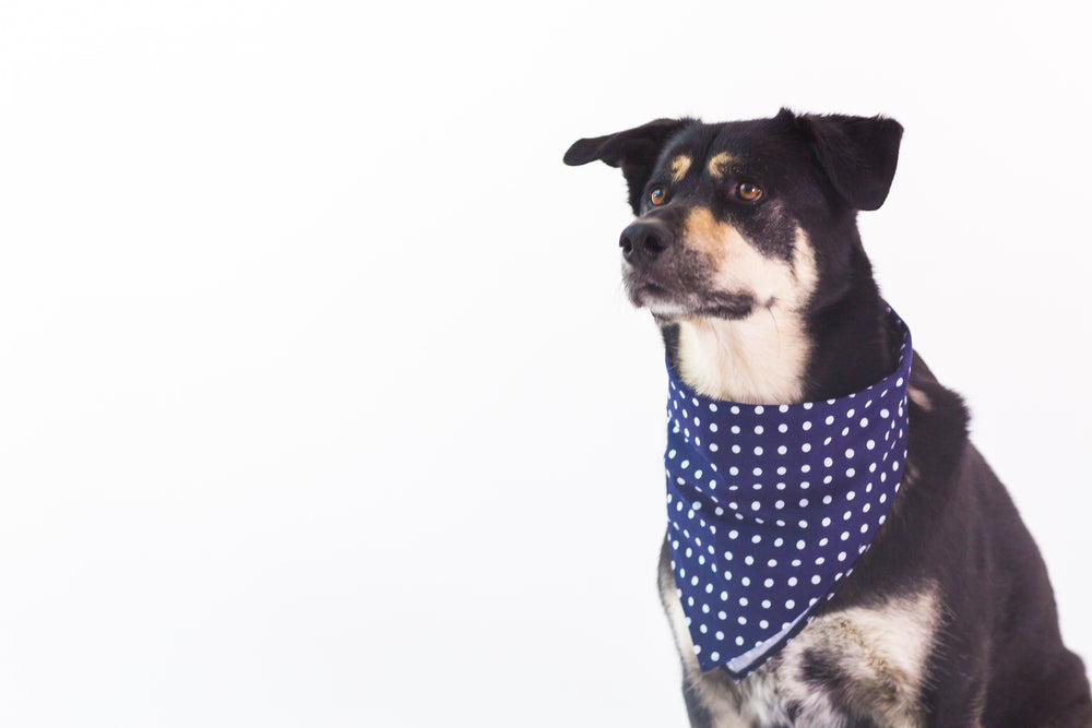 large dog wearing bandana