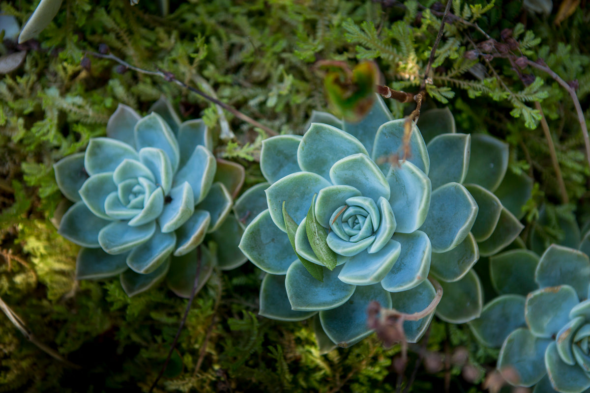 large green succulent plants among cedar branches