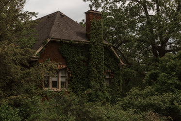 large house with green ivy growing up the side