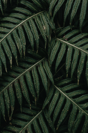 large leaves of a green plant overlaid