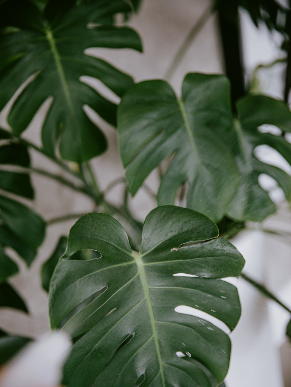 large monstera leaves photo