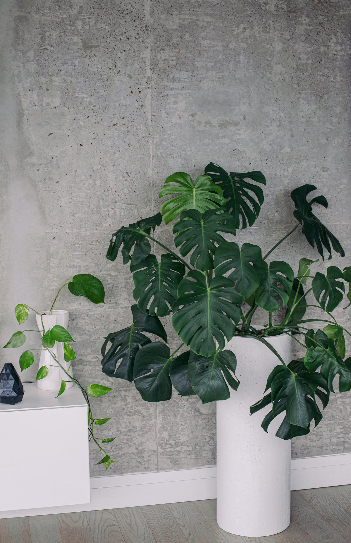 large monstera plant against a grey wall