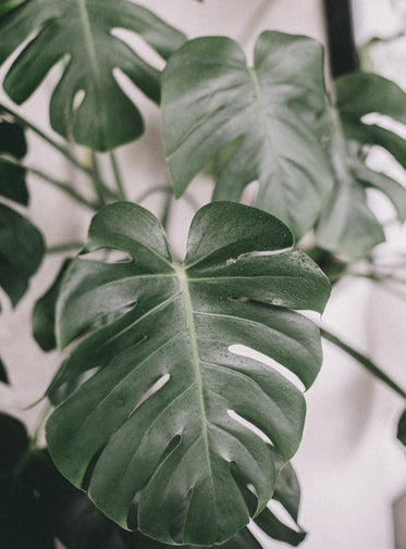 large monstera plant leaf