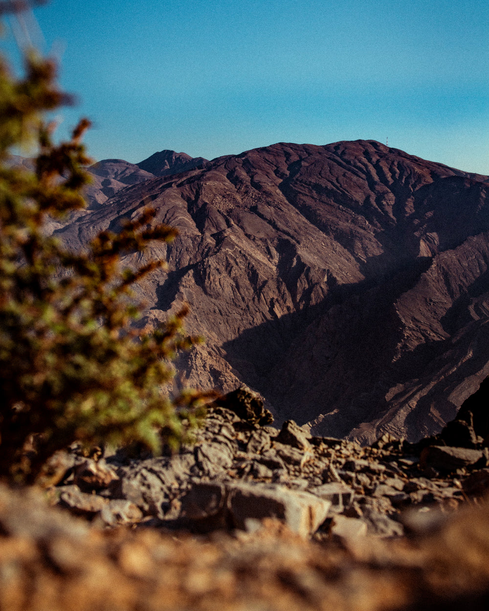 large mountain side with a tree in foreground