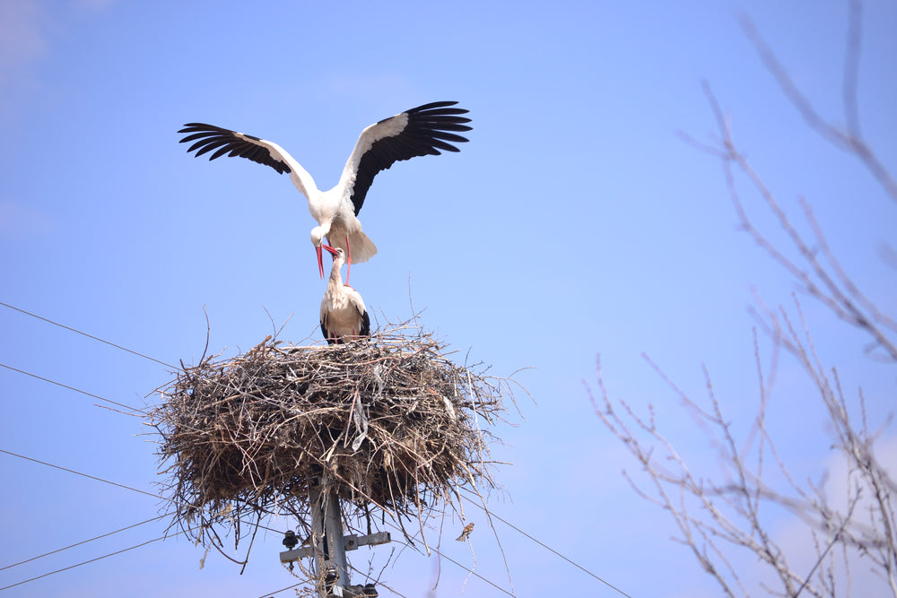 large nesting birds