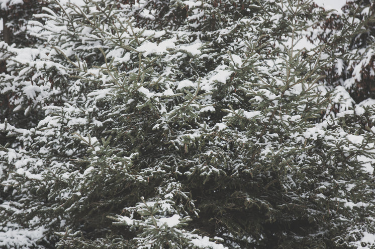 large-pine-tree-with-snow.jpg?width=746&format=pjpg&exif=0&iptc=0