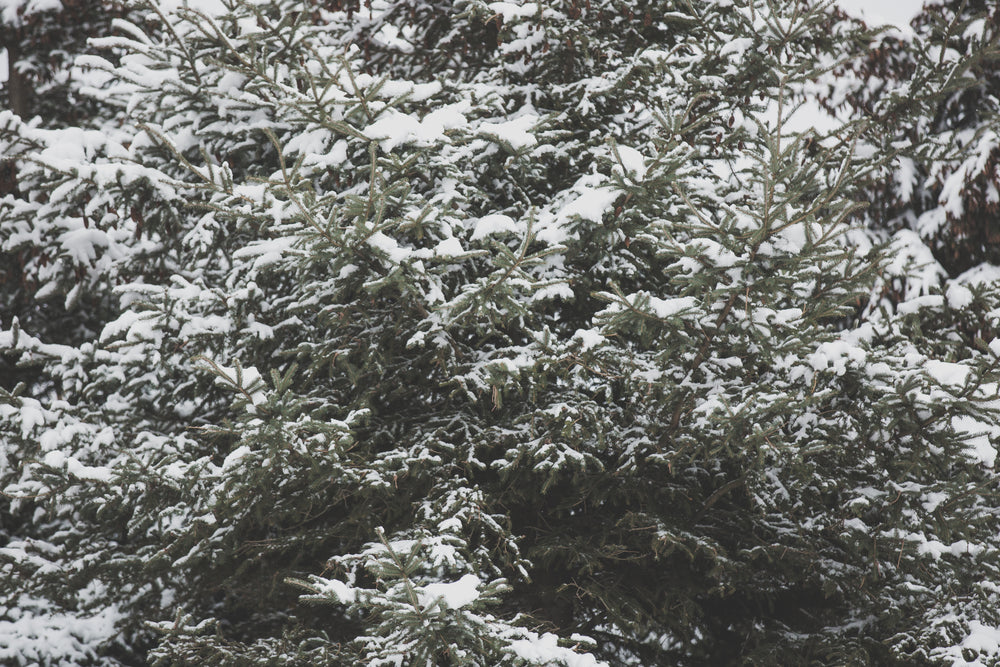 large pine tree with snow