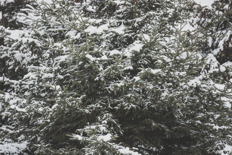 Large Pine Tree With Snow