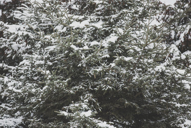 Free Stock Photo of Large Pine Tree With Snow — HD Images