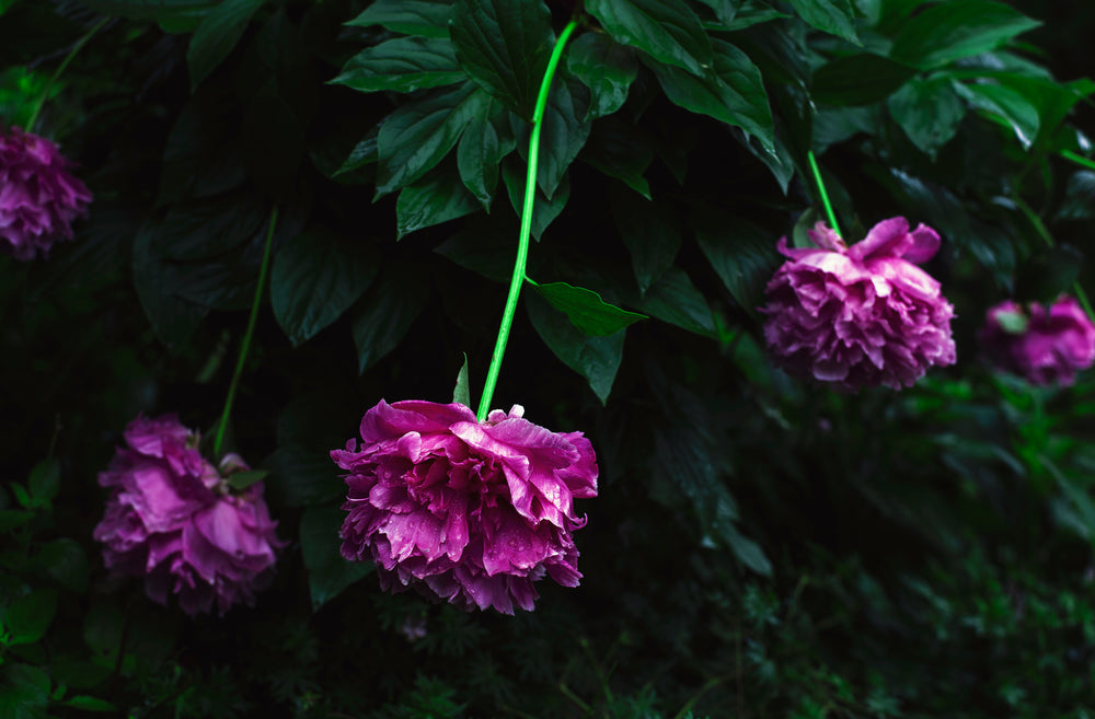 large pink peony flowers