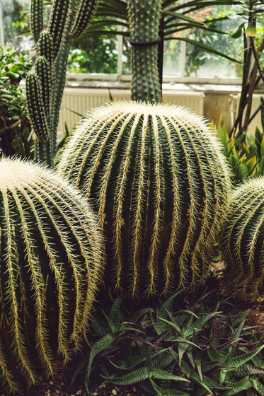 large round cactus plants in greenhouse