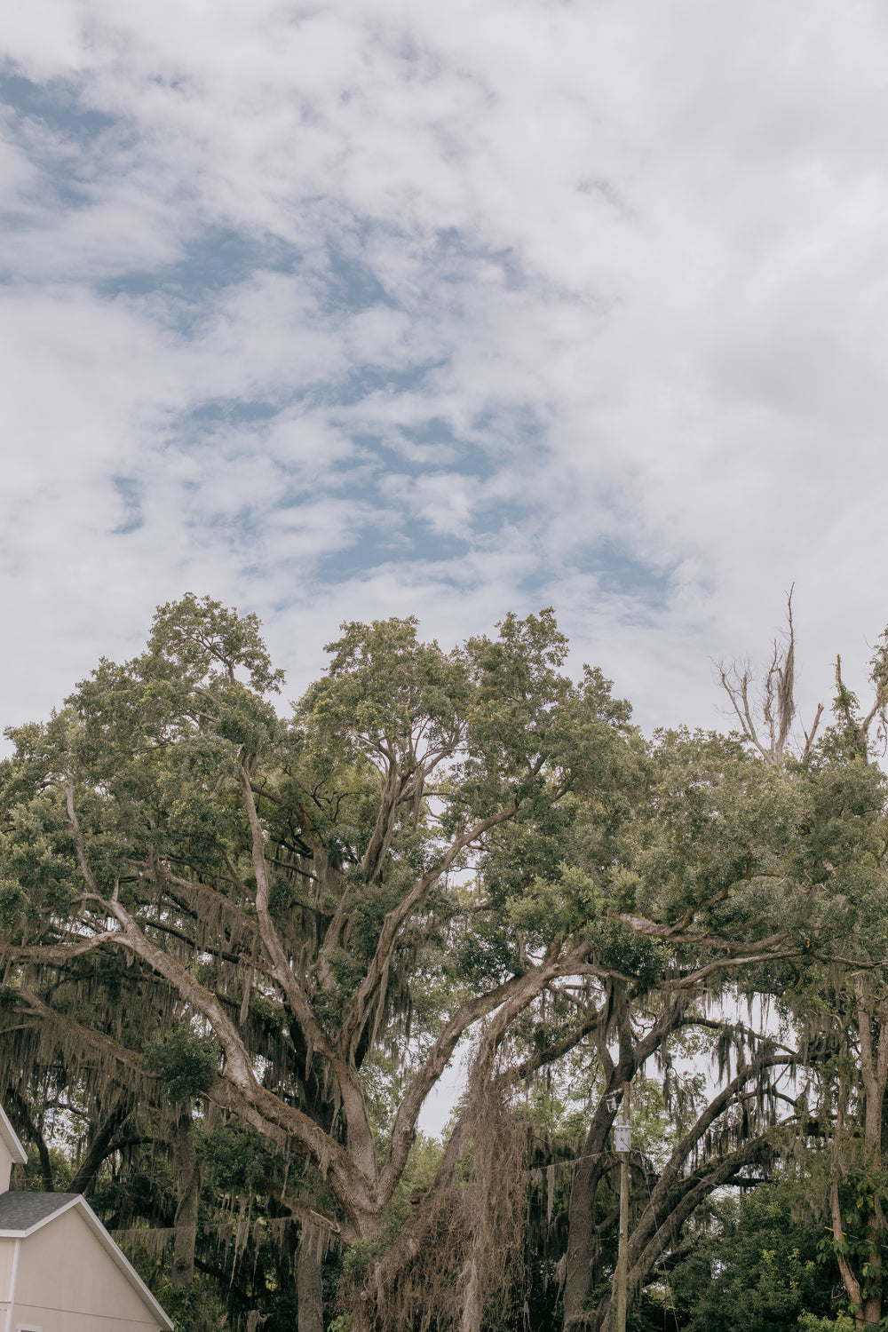 large tree with a brown moss on each branch