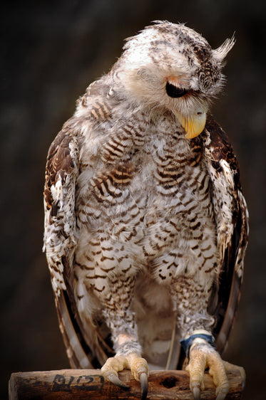 large white and brown bird stands on a wooden perch