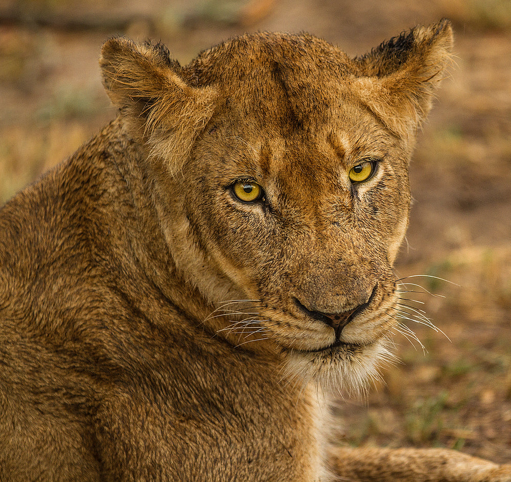 large wild cat looks at the camera vibrant yellow eyes