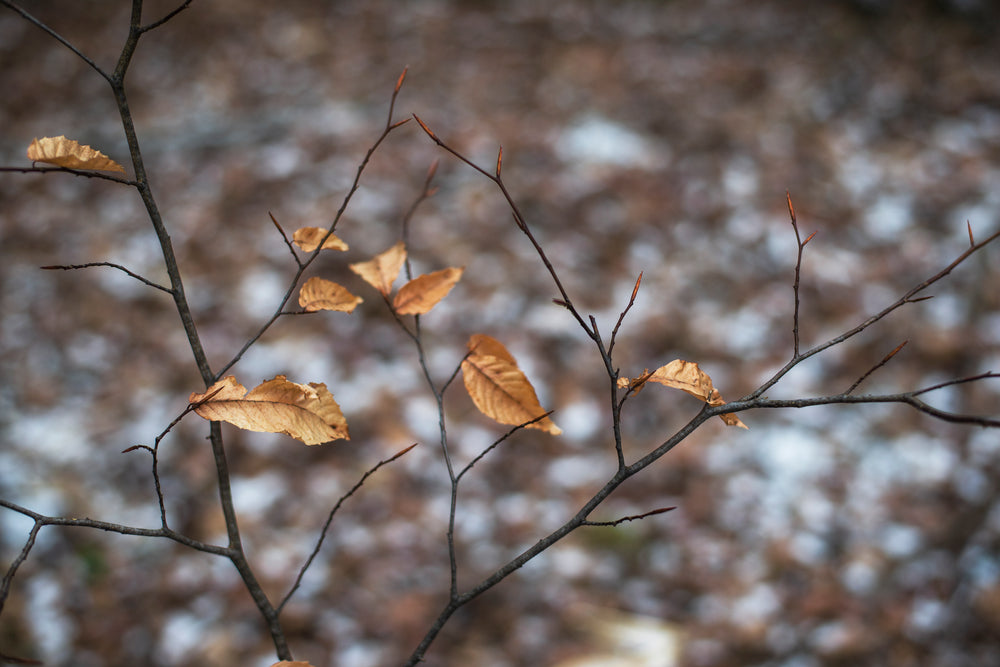 last of the leaves holding on to the branch