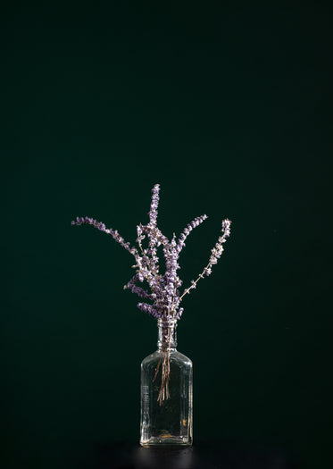 lavender in a claer glass bottle