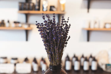 lavender in shop