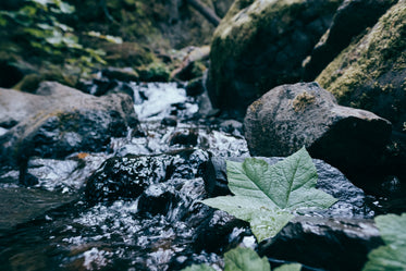 leaf floating in rocky stream