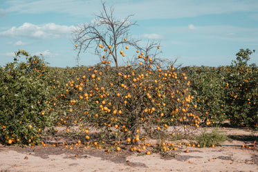 leafless orange tree drooping with fruit in florida orchard