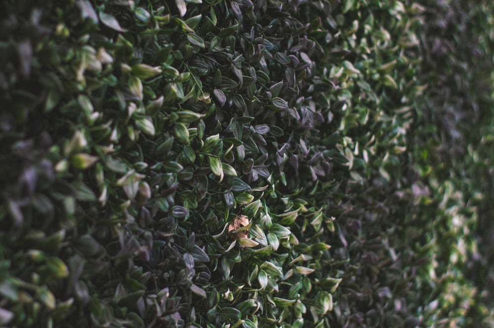 leafy hedge spanning length of wall