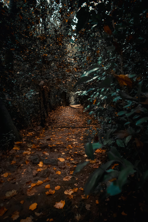 leafy path in the woods